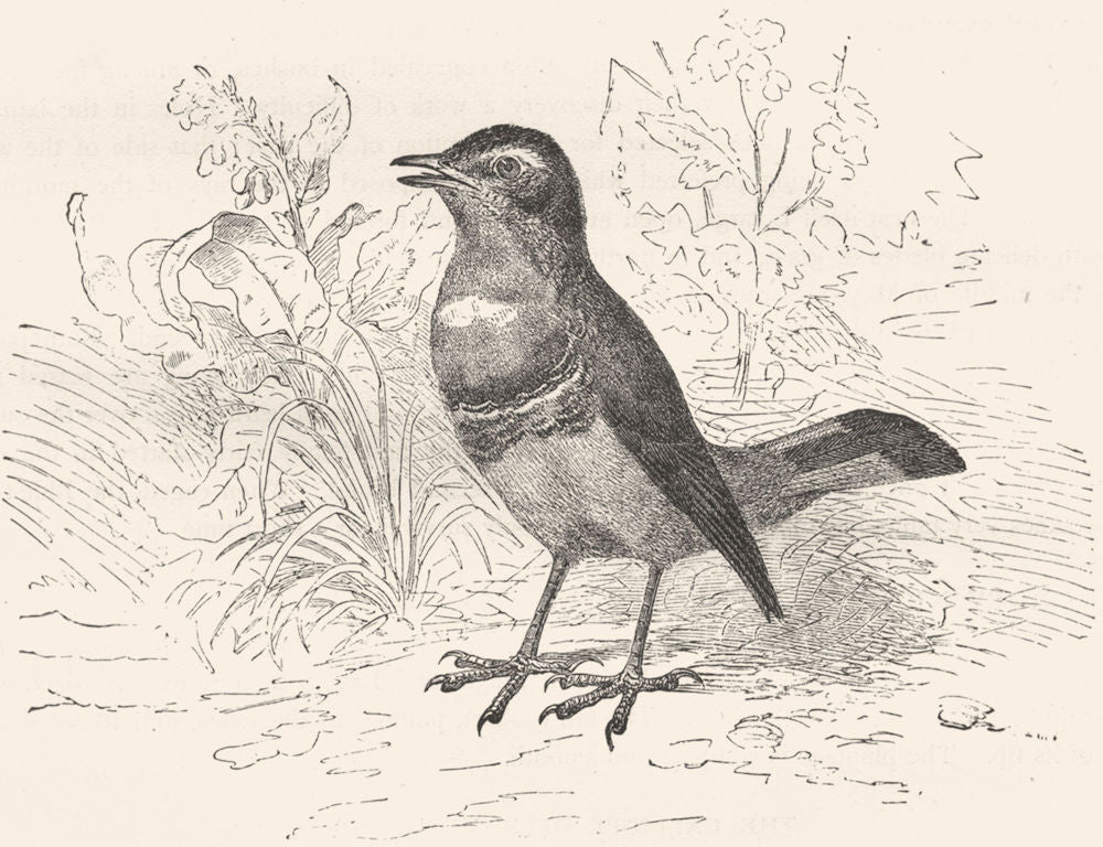 BIRDS. Singing. Nightingale. Swedish Blue-throat c1870 old antique print